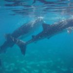 ダイバーの聖地ドマゲッティ☆　　フィリピン　ドマゲッティ　親子留学