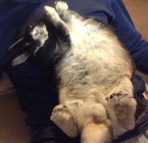 お星さまになりました