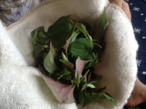 今年もボチボチと☆どくだみチンキ