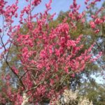 妊婦検診⭐️子宮頚がん検査での攻防戦Vol.2