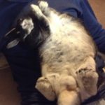 お星さまになりました